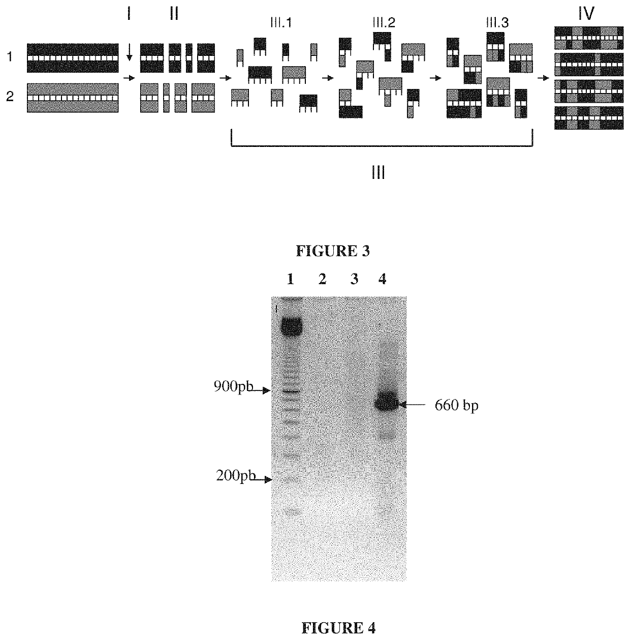 Alpha amylase mutant inhibitors isolated from phaseolus vulgaris with properties of controlling insect pests, compositions containing such mutants, and method of using thereof