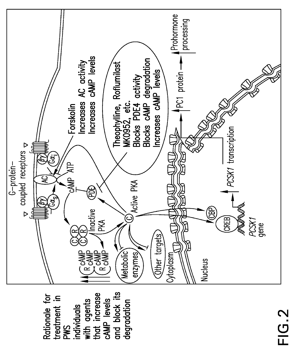 Methods of treating prader-willi syndrome