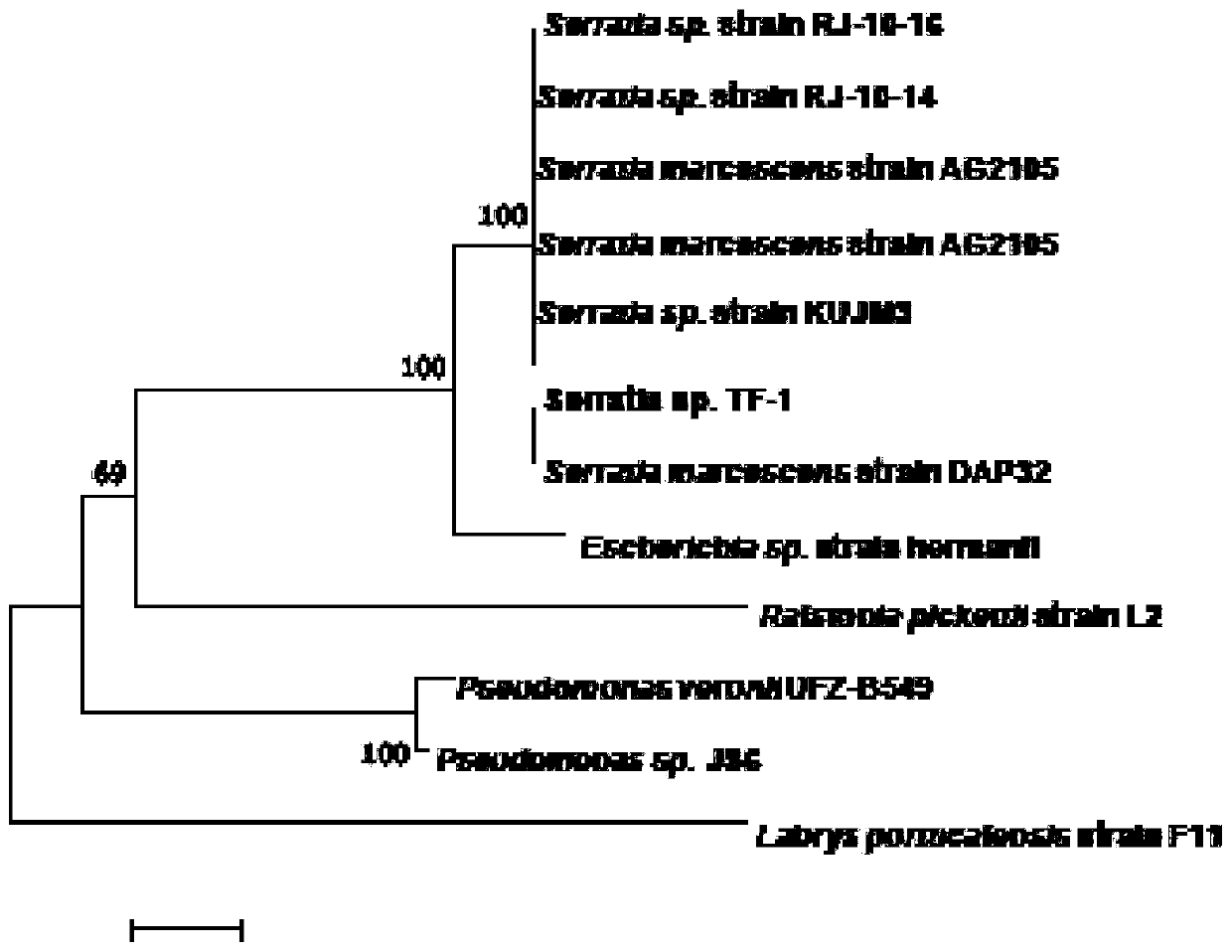 Serratia marcescens strain capable of degrading chlorobenzene and application thereof