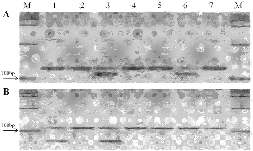 Functional specificity molecule marker Pi7FNP of blast-resistance gene Pi7, method and application thereof