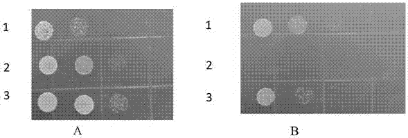 Tobacco HKT 1 gene and preparation method and application thereof