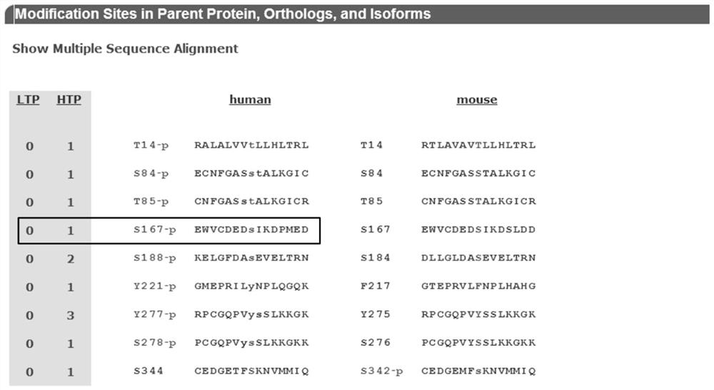 A human cyr61 protein ser167 site phosphorylated antigen, antibody and its preparation method and application