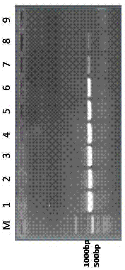 Polymerase chain reaction (PCR) detection kit for maize curvularia leaf spot and detection method for PCR detection kit