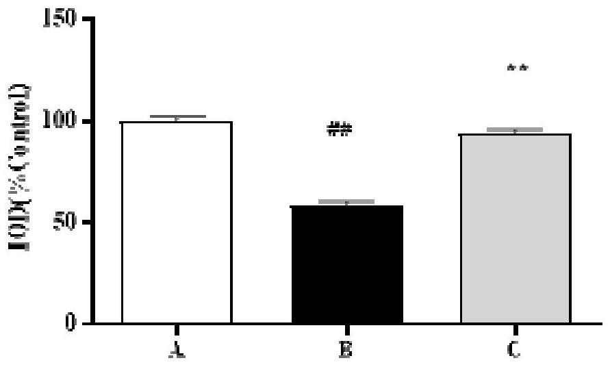 Pharmaceutical composition and application thereof in preparation of anti-osteoporosis drugs