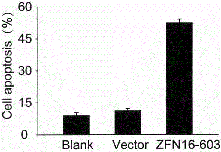 Method for knockout of human papillomavirus E6E7 gene by zinc finger nucleases