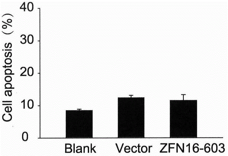 Method for knockout of human papillomavirus E6E7 gene by zinc finger nucleases