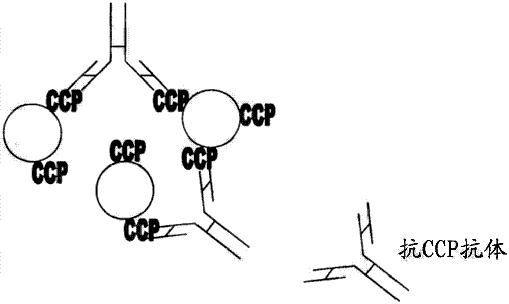 Assay method for antibodies against cyclic citrullinated peptide