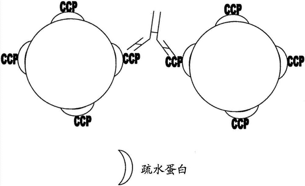 Assay method for antibodies against cyclic citrullinated peptide