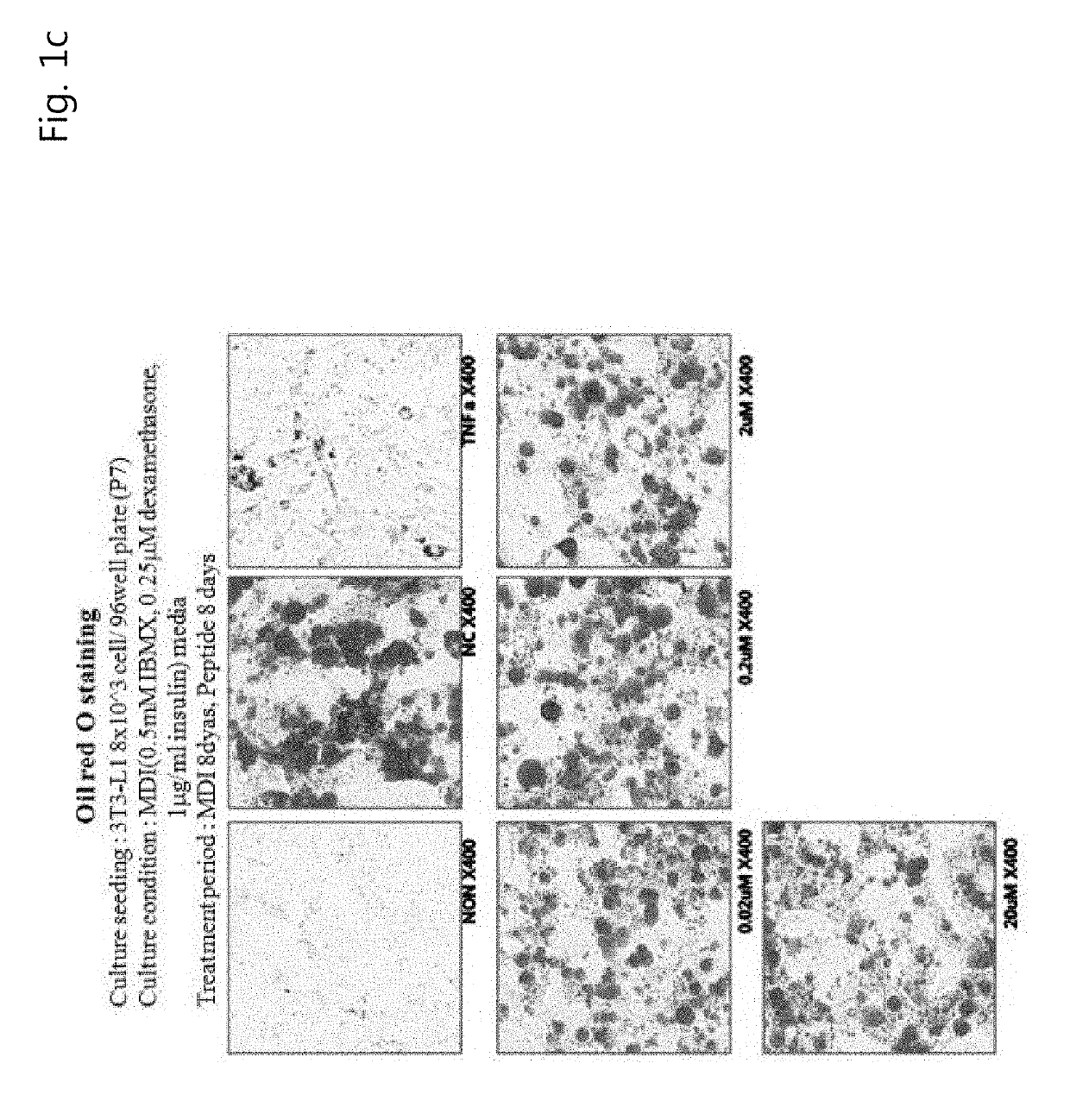 Peptide with Anti-obesity and Anti-diabetic efficacy and use thereof