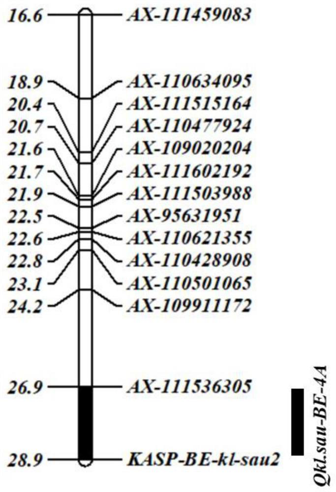 SNP molecular marker kasp-be-kl-sau2 linked to wheat grain length major QTL and its application