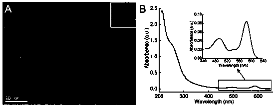 Telomerase activity detection kit and detection method