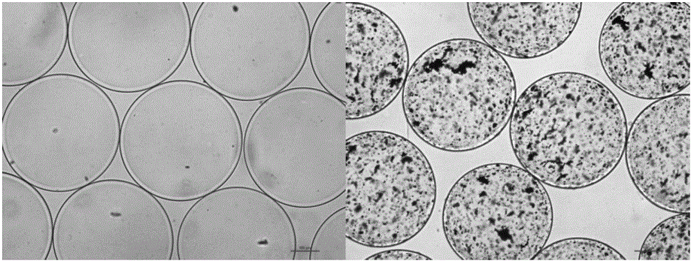 A Magnetic Field Fluidized Bed Microencapsulated Reactor for Artificial Liver