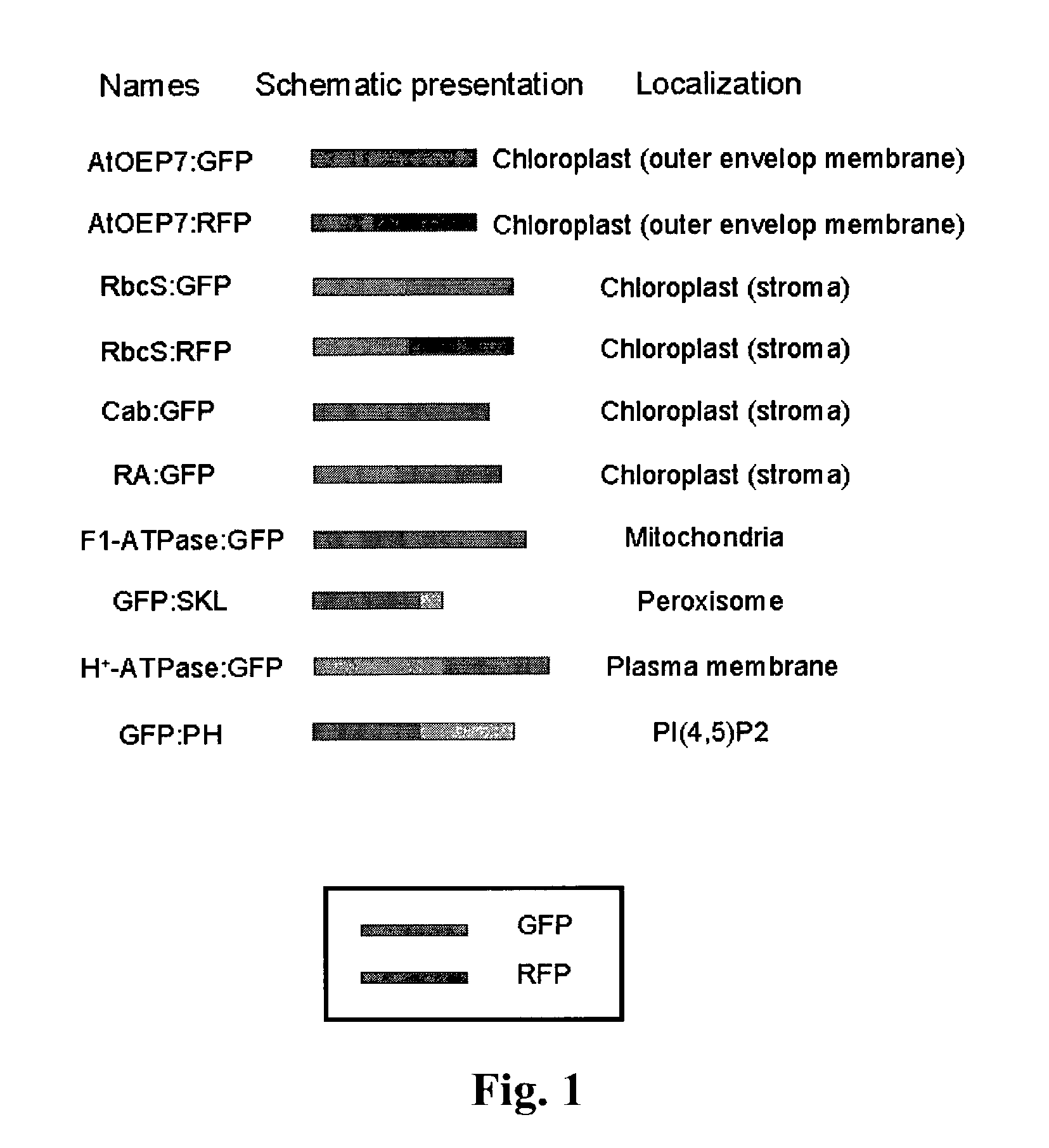 System for detecting protease