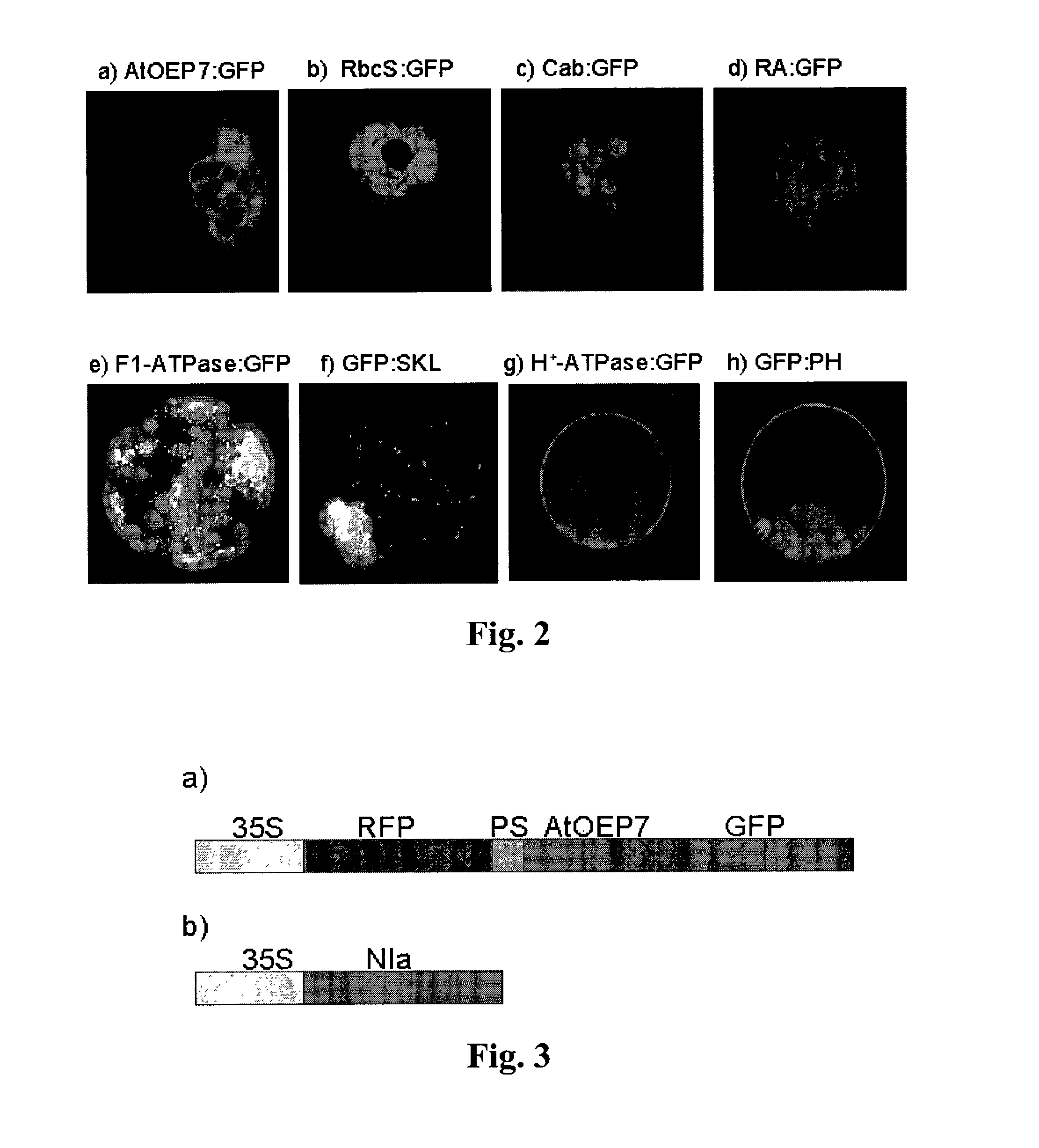 System for detecting protease