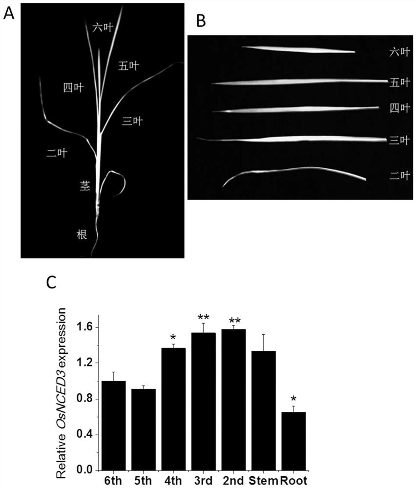 Rice Epoxy Carotenoid Dioxygenase  <i>osnced3</i> Gene coding sequence and its application