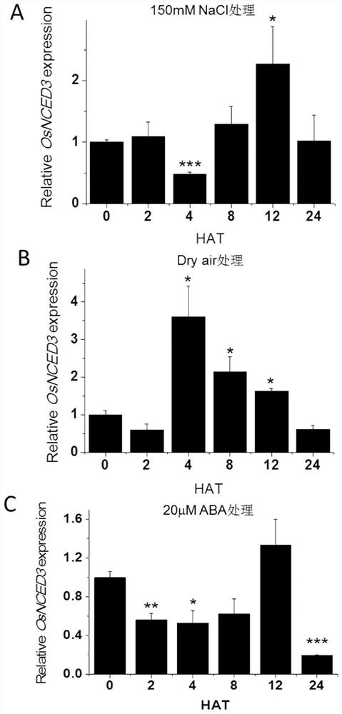 Rice Epoxy Carotenoid Dioxygenase  <i>osnced3</i> Gene coding sequence and its application