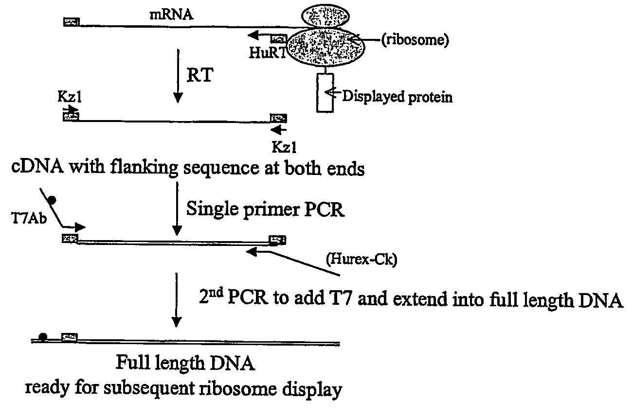 Methods for recovery of DNA from mRNA in ribosome display complexes
