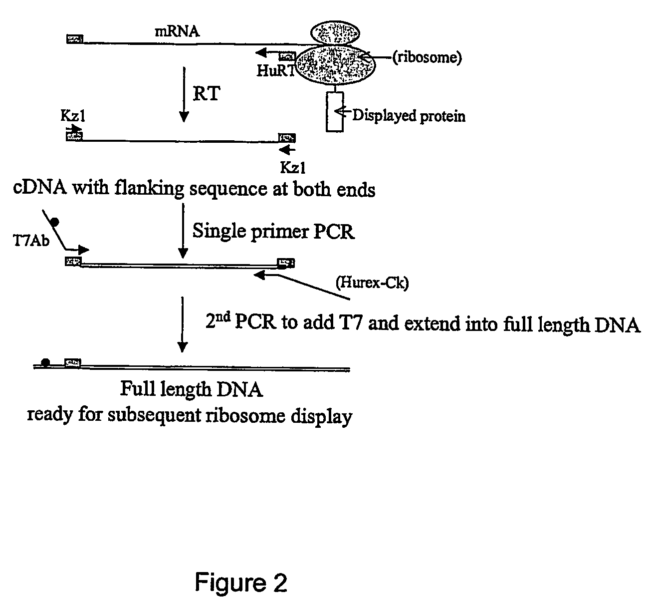 Methods for recovery of DNA from mRNA in ribosome display complexes
