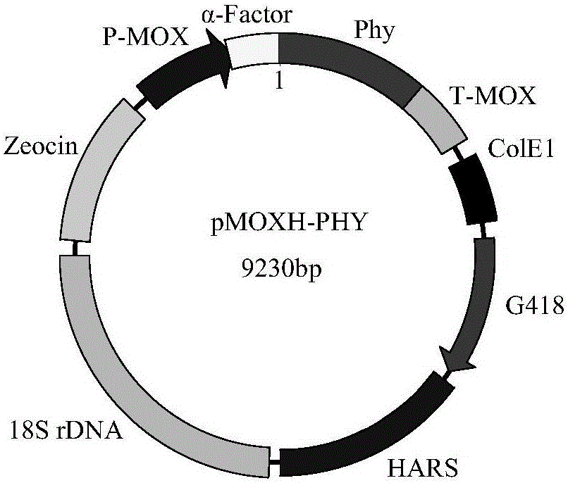 Recombined hansenula polymorpha fermentation technology