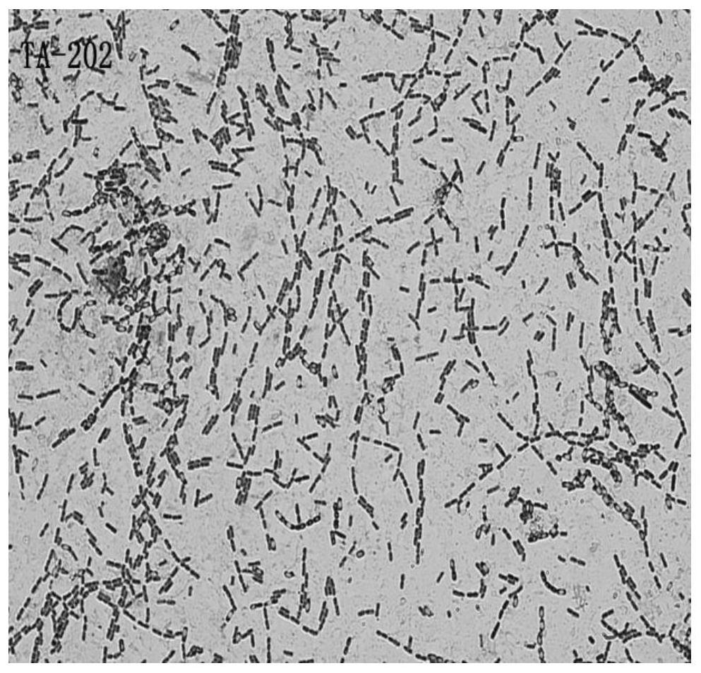 A strain of Bacillus thuringiensis producing protease and siderophore and its application