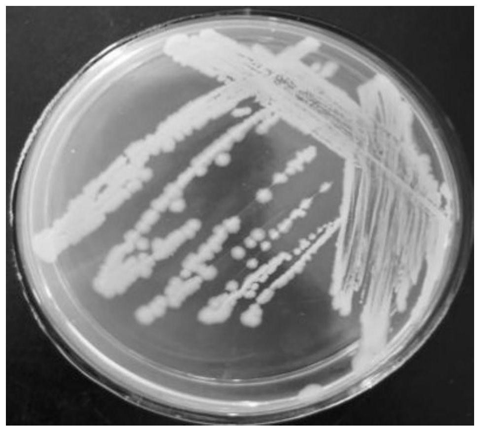 A strain of Bacillus thuringiensis producing protease and siderophore and its application