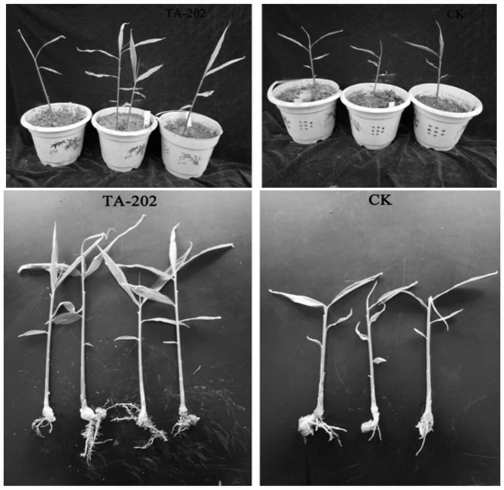 A strain of Bacillus thuringiensis producing protease and siderophore and its application