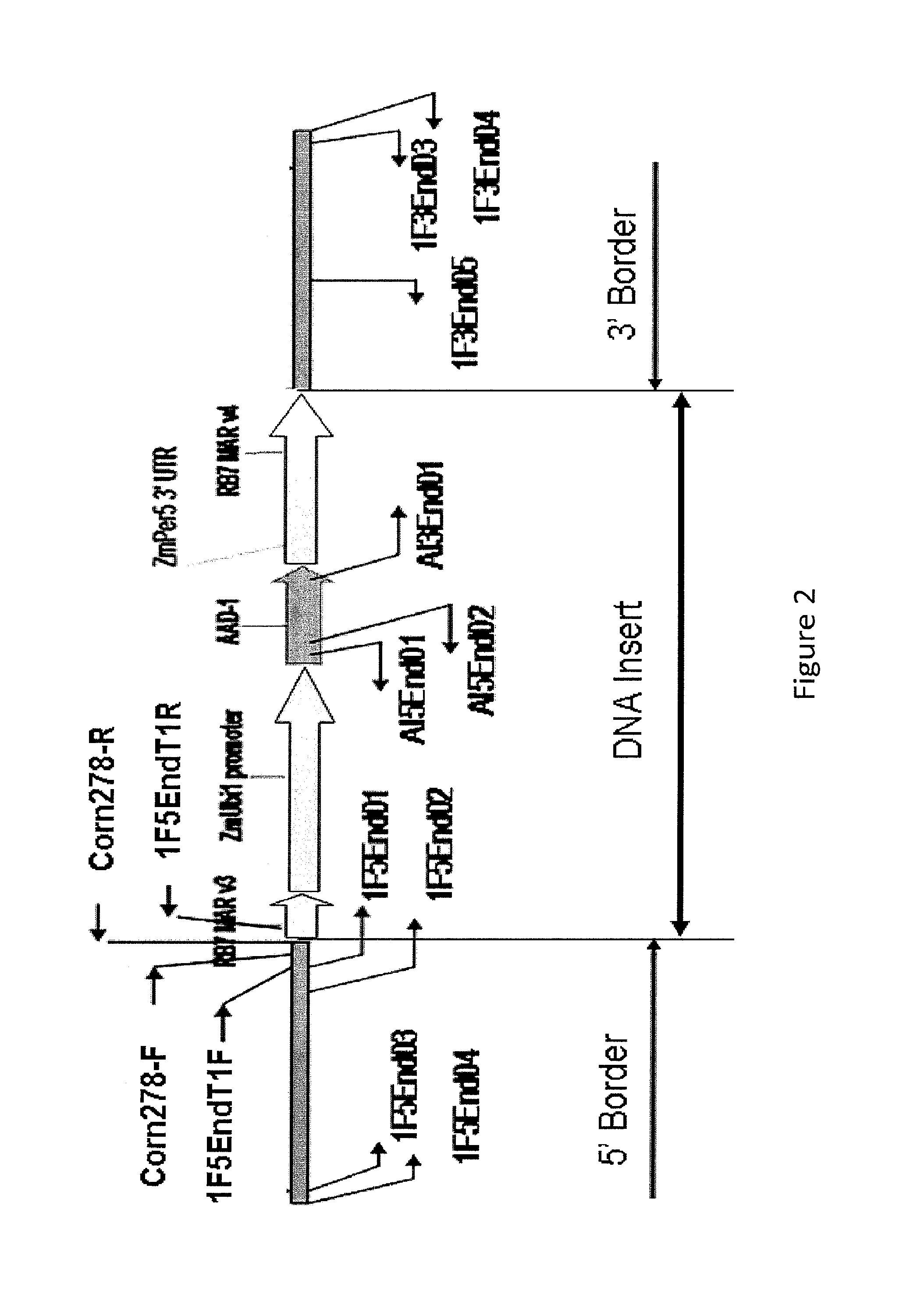 Detection of AAD1 event DAS-40278-9