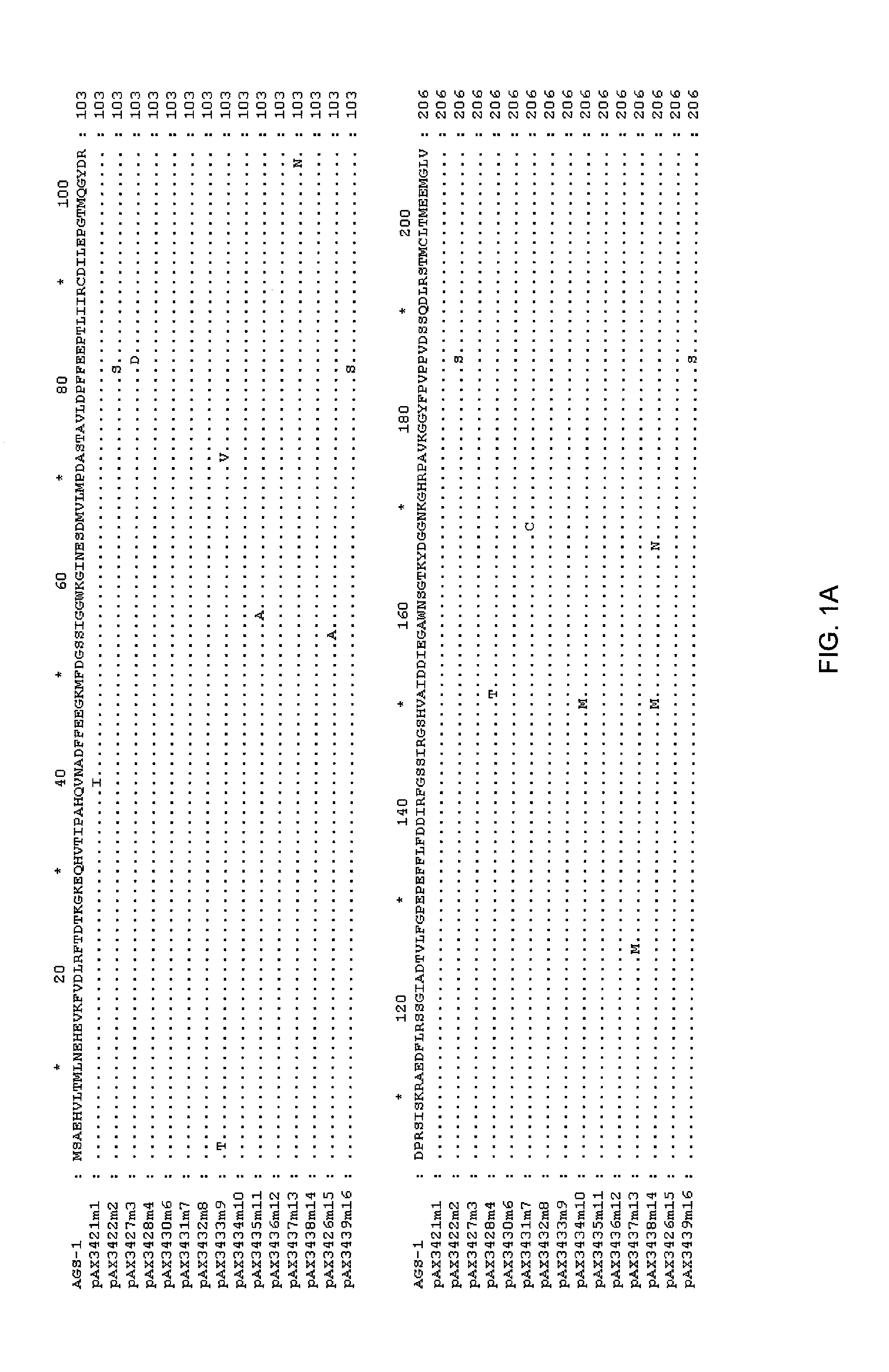 Bacterial glutamine synthetases and methods of use