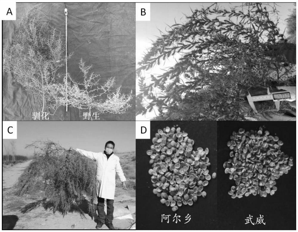 Method for domesticating desert plant agriophyllum squarrosum from beginning based on population polymorphism