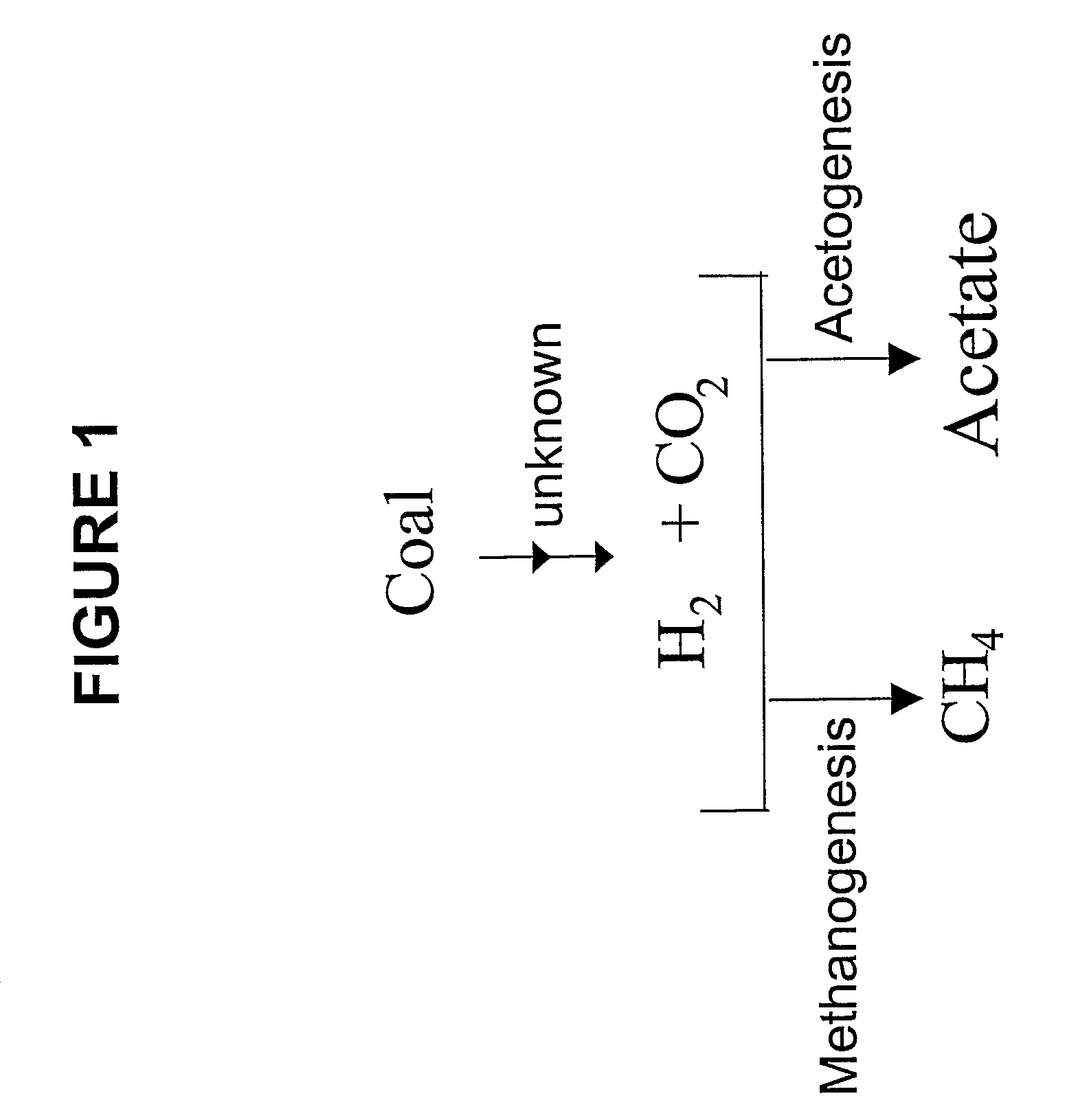 Generation of hydrogen from hydrocarbon bearing materials