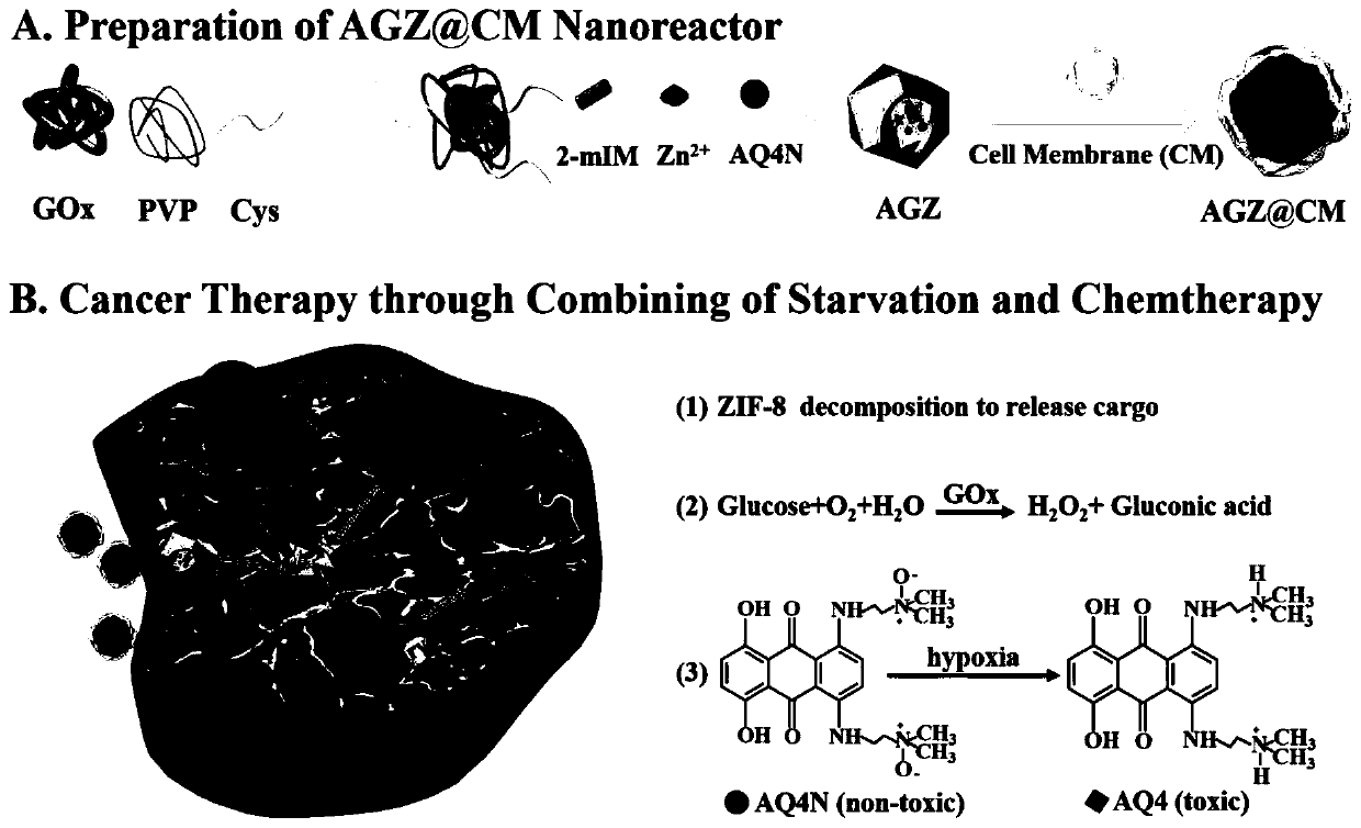 Application of cancer cell membrane bionic nano-reactor AGZ@CM in preparation of anti-cancer drugs