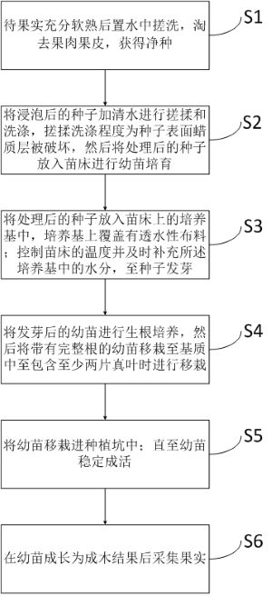 A kind of planting method of Jatropha tomentosa