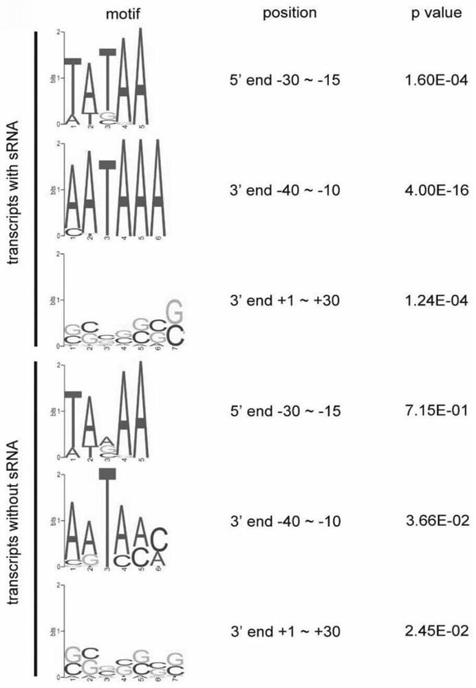 Transcript annotation method and method for screening long non-coding RNA and endogenous retrovirus source long non-coding RNA