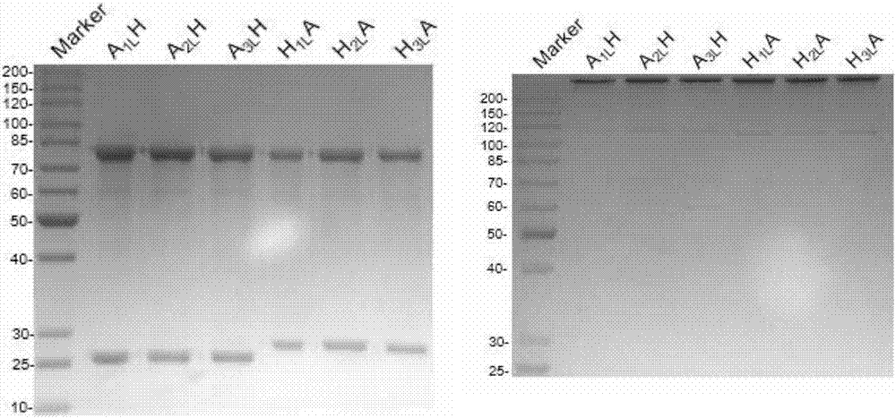 Anti-human ErbB2 bispecific antibody as well as preparation method and application thereof