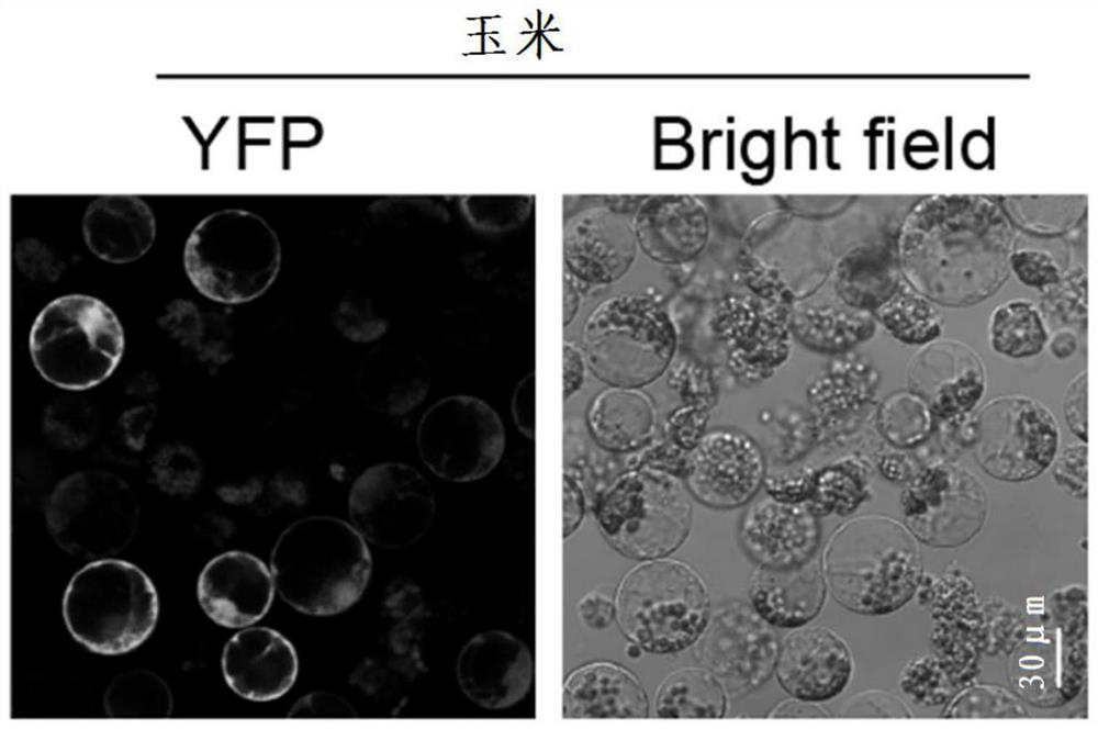 Preparation method and application of MYC tag fusion expression vector