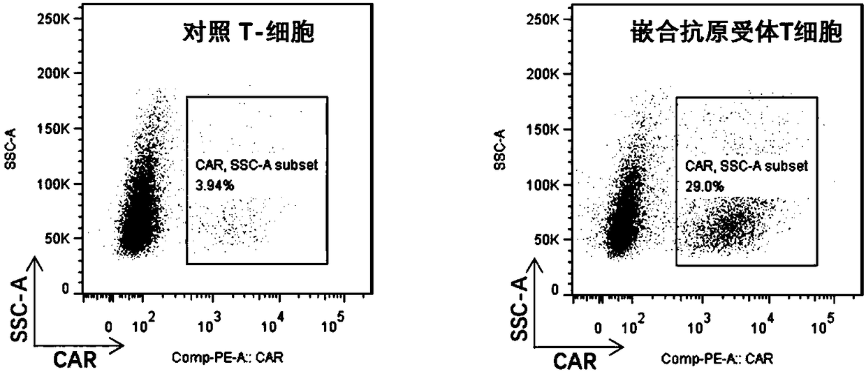Chimeric antigen receptor T cells targeting CD19, and application of chimeric antigen receptor T cells