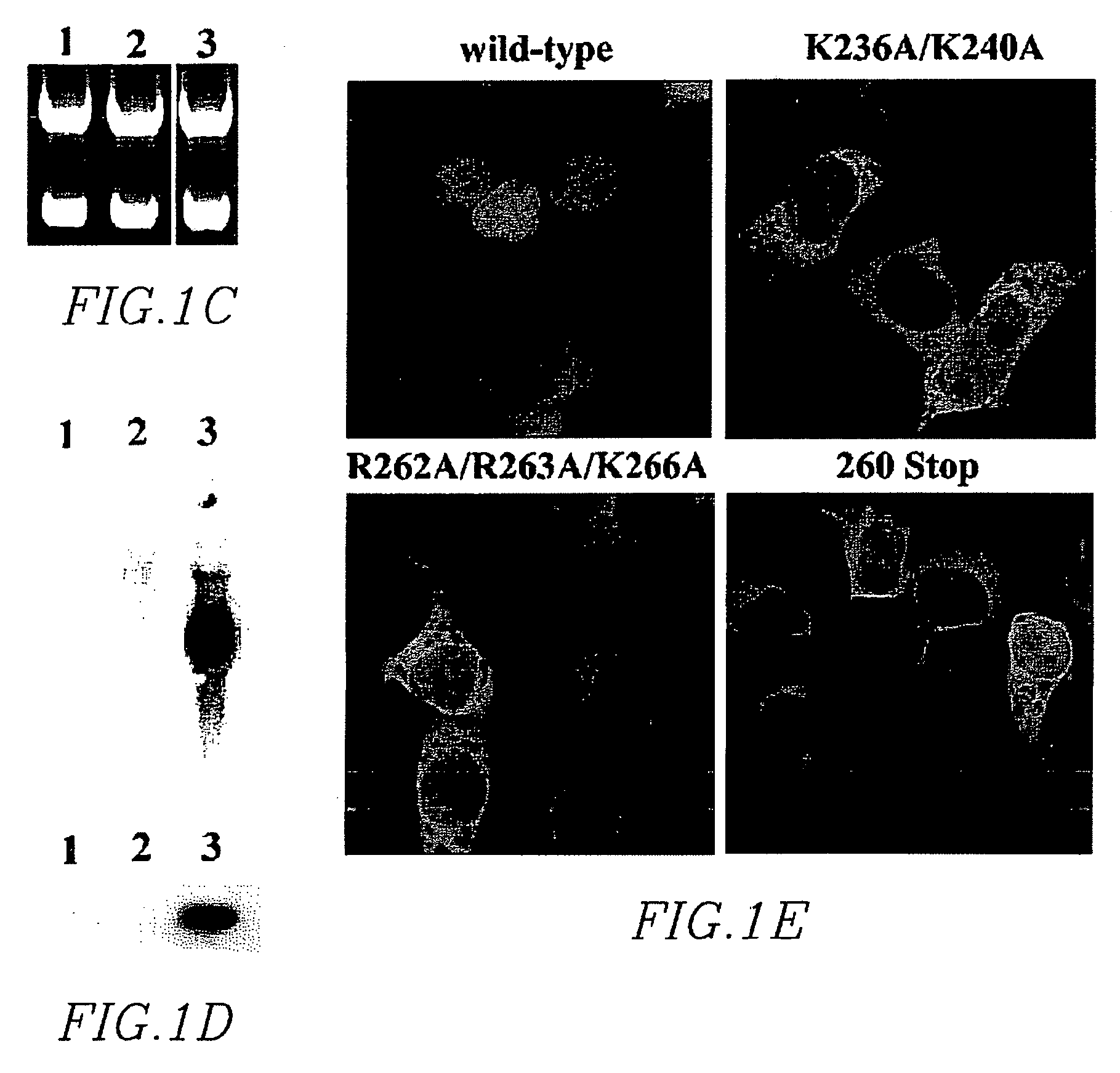 Synthetic nuclear localization signal derived from lentiviral integrase and methods of use thereof