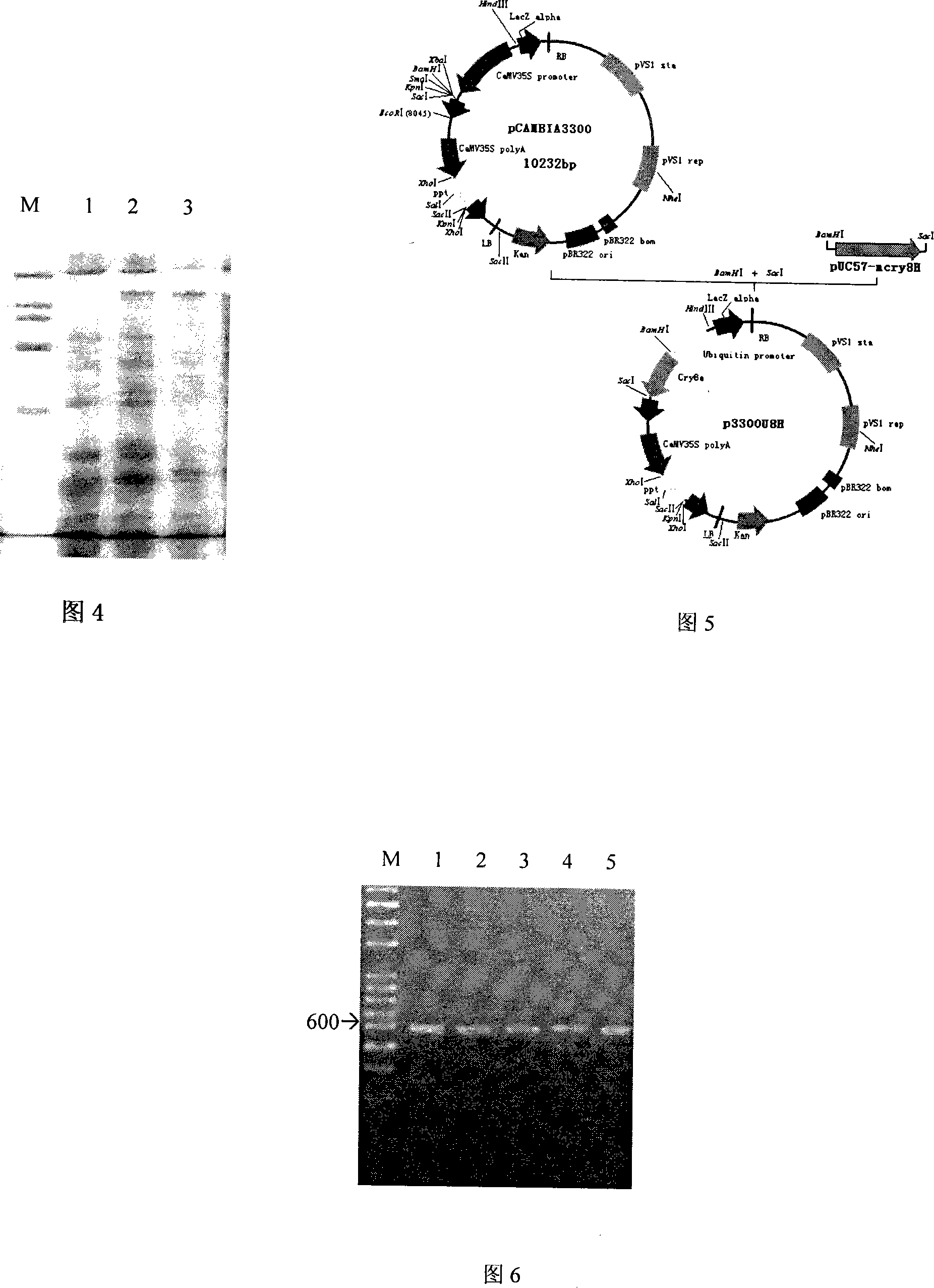 Efficient bacillus thuringiensis cry8H gene, protein for vaginata destructive insect and uses of the same