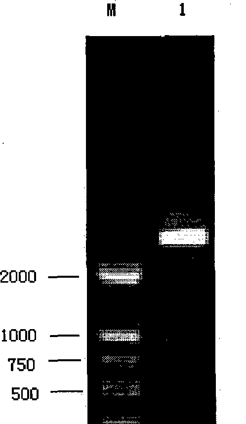 Transgenic Pichia yeast engineering strain and construction method thereof