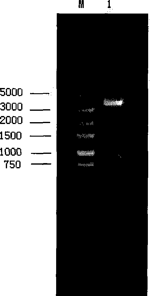 Transgenic Pichia yeast engineering strain and construction method thereof