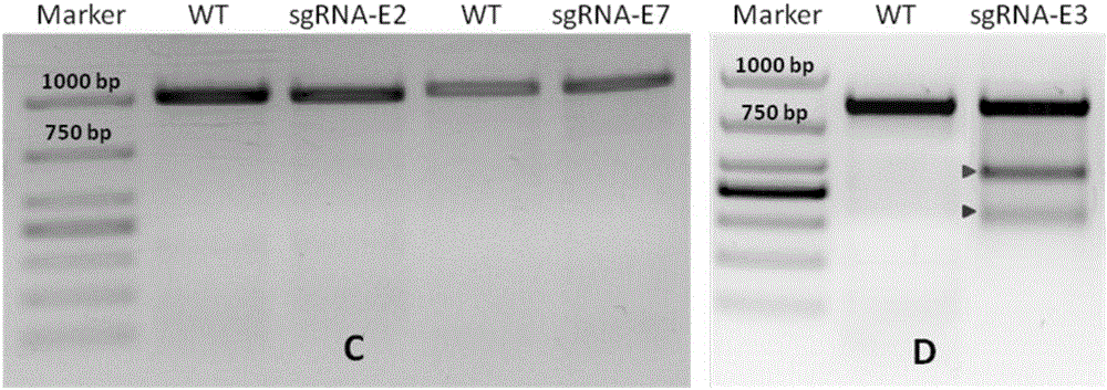 sgRNA sequence for knocking out human CYP2E1, construction method of deficiency cell strain of CYP2E1 and application thereof