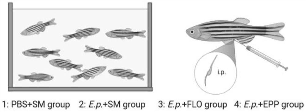 Safety evaluation method for edwardsiella disease phage therapy in aquaculture