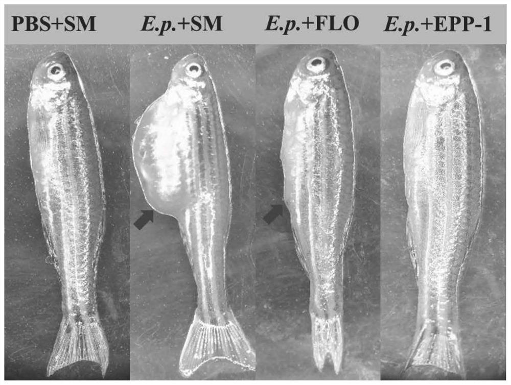 Safety evaluation method for edwardsiella disease phage therapy in aquaculture