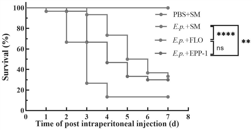 Safety evaluation method for edwardsiella disease phage therapy in aquaculture