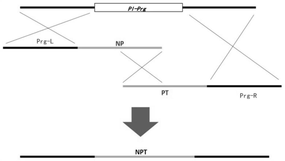 Purpureocillium lilacinum Pth11 gene and functional verification method thereof
