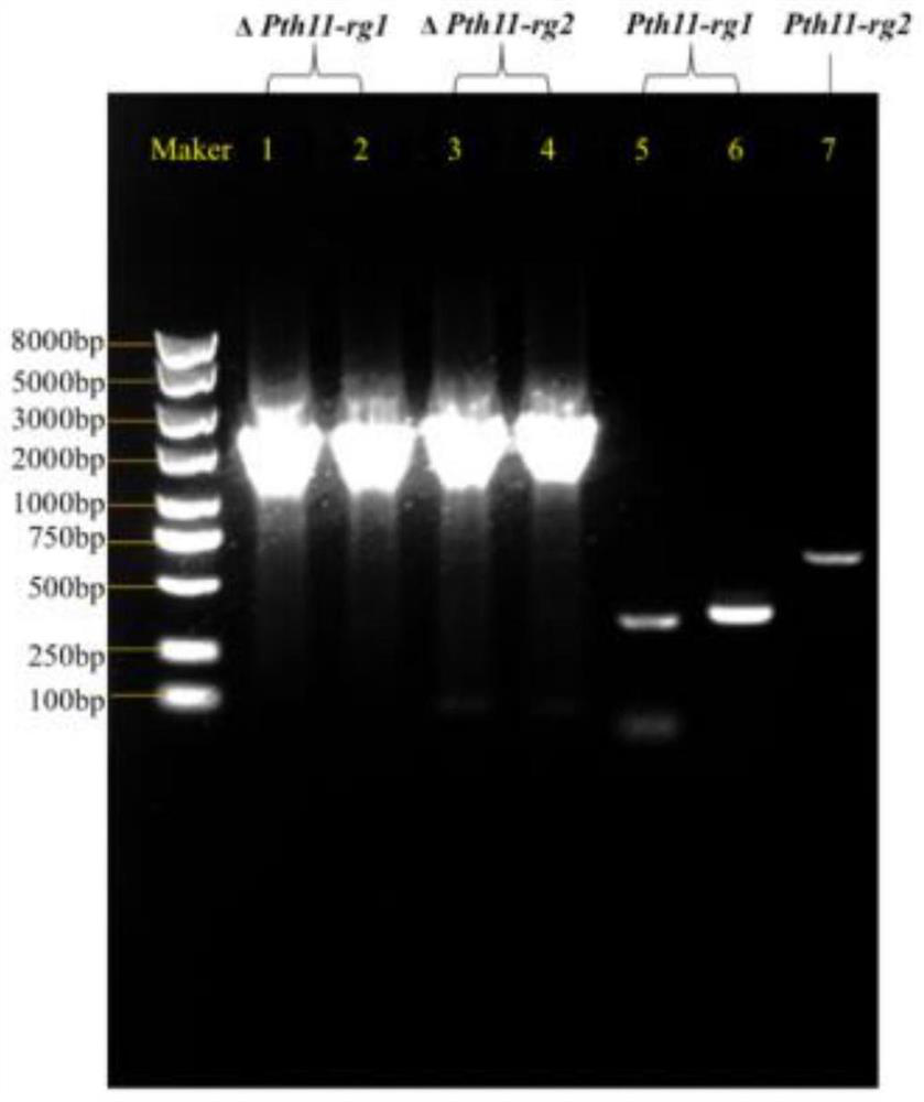 Purpureocillium lilacinum Pth11 gene and functional verification method thereof