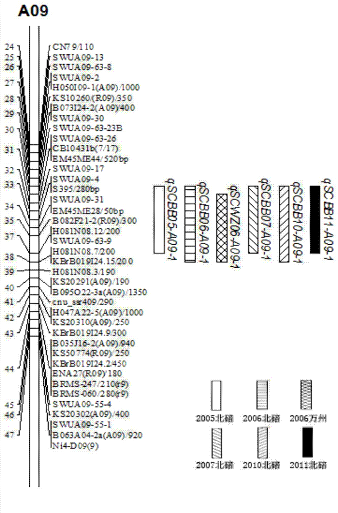 Molecular marker closely linked with cabbage type rape seed coat color and application of molecular marker