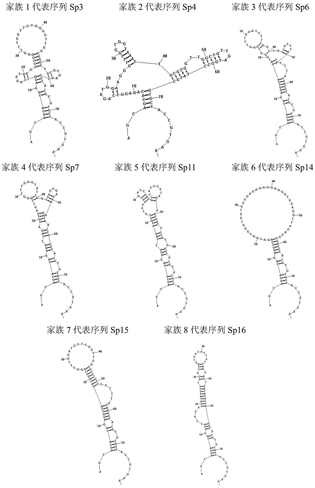 A group of oligonucleotide aptamers that specifically recognize Bacillus cereus
