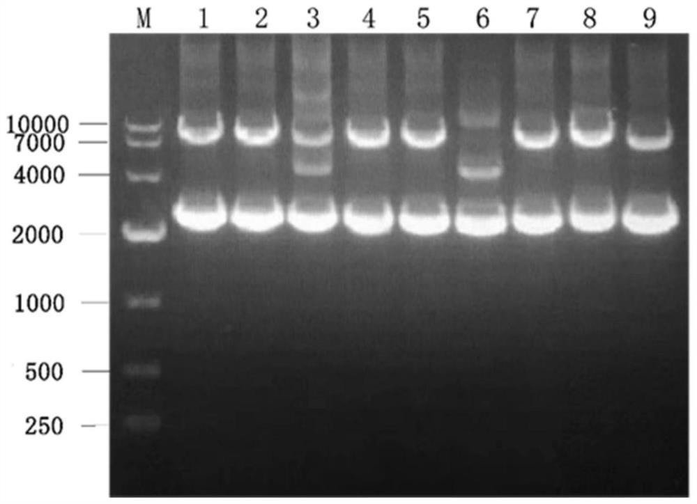 MccY recombinant integrated engineering bacterium as well as construction method and application thereof