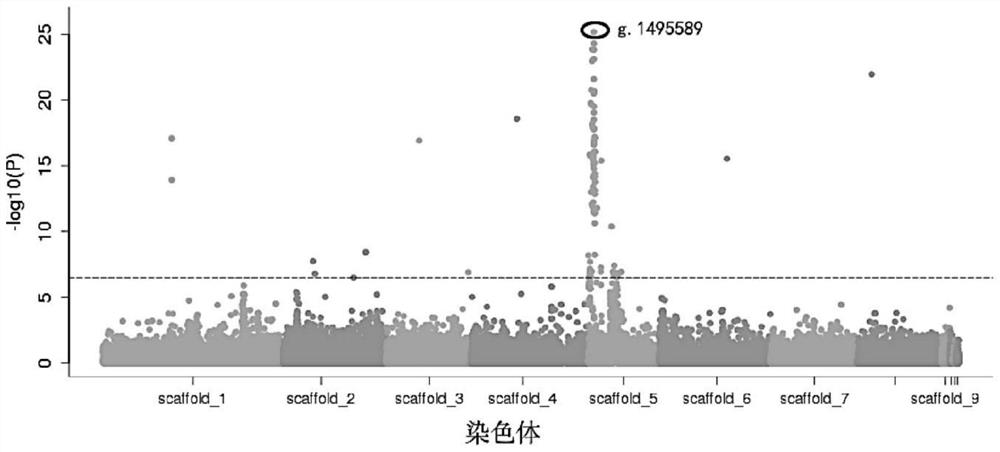A SNP marker related to sweet-sour flavor traits of peach fruit and its application